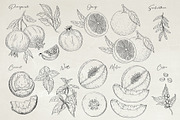 Herbs & Fruits hand drawn collection, an Object Illustration by Garden in frame (Thumbnail 6 of 9)