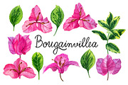 Bougainvillea flowers, a Decorative Illustration by Watercolor life (Thumbnail 1 of 4)