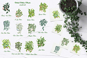 House Plants Watercolor Collection, an Object Graphic by BarvArt (Thumbnail 3 of 8)