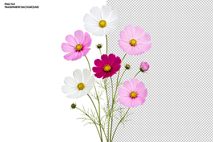 Colorful Cosmos Flower Bouquet PNG, a Nature Photo by Hamza067