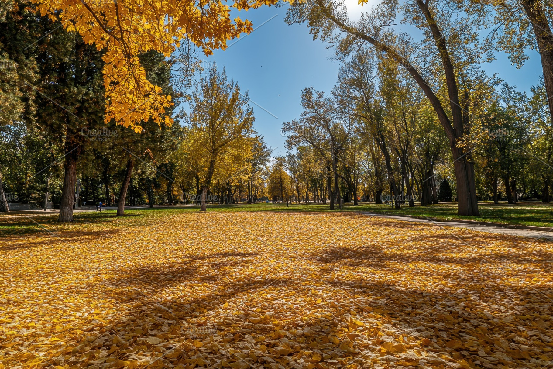 Vibrant yellow and orange leaves, a Photo by Pavel_design