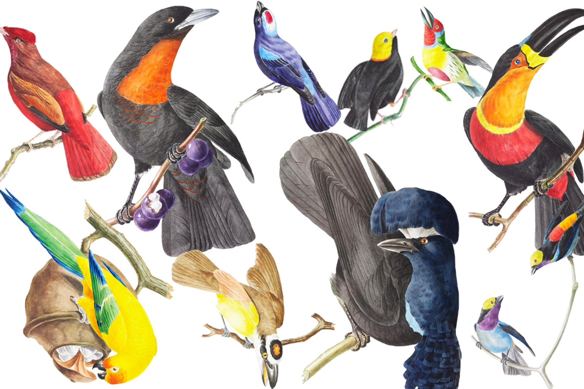 Exotic Birds Set 1, a Graphic by Digital Vintage (Photo 1 of 2)