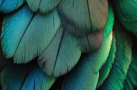 Feathers create stunning patterns