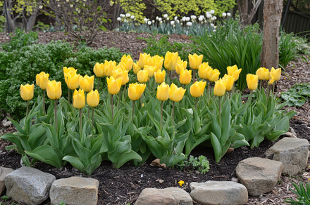 Bright yellow tulips bloom vibrantly, a Photo by Iftikhar Alam
