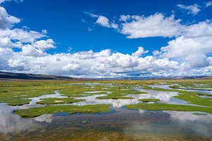 Alpacas and llamas grazing near wetlands in the highlands of Per, a Nature Photo by GoodGoods