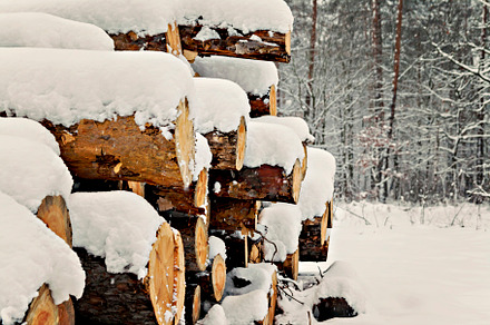logs stacked under the snow in the forest, a Nature Photo by TanaCh