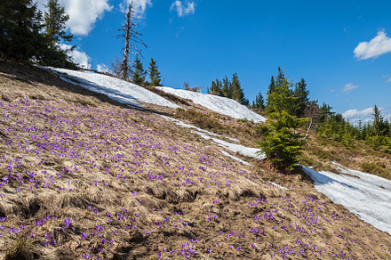 Blooming purple violet Crocus heuffelianus (Crocus vernus) alpin, a Nature Photo by YuriyB