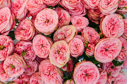 Pink roses background stock photo containing roses and rose background