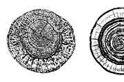 Woodlog Vector Template [iii], an Object Illustration by 103cia (Thumbnail 2 of 3)