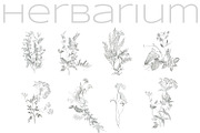 Herbarium. Pencil sketches, a Decorative Illustration by Love Watercolor Store (Thumbnail 4 of 8)