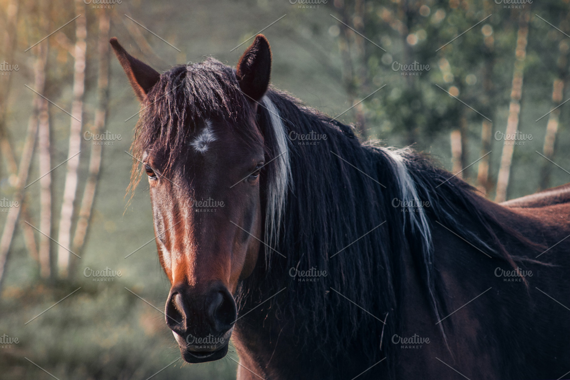 Horse #5, an Animal Photo by jakub_kopecky