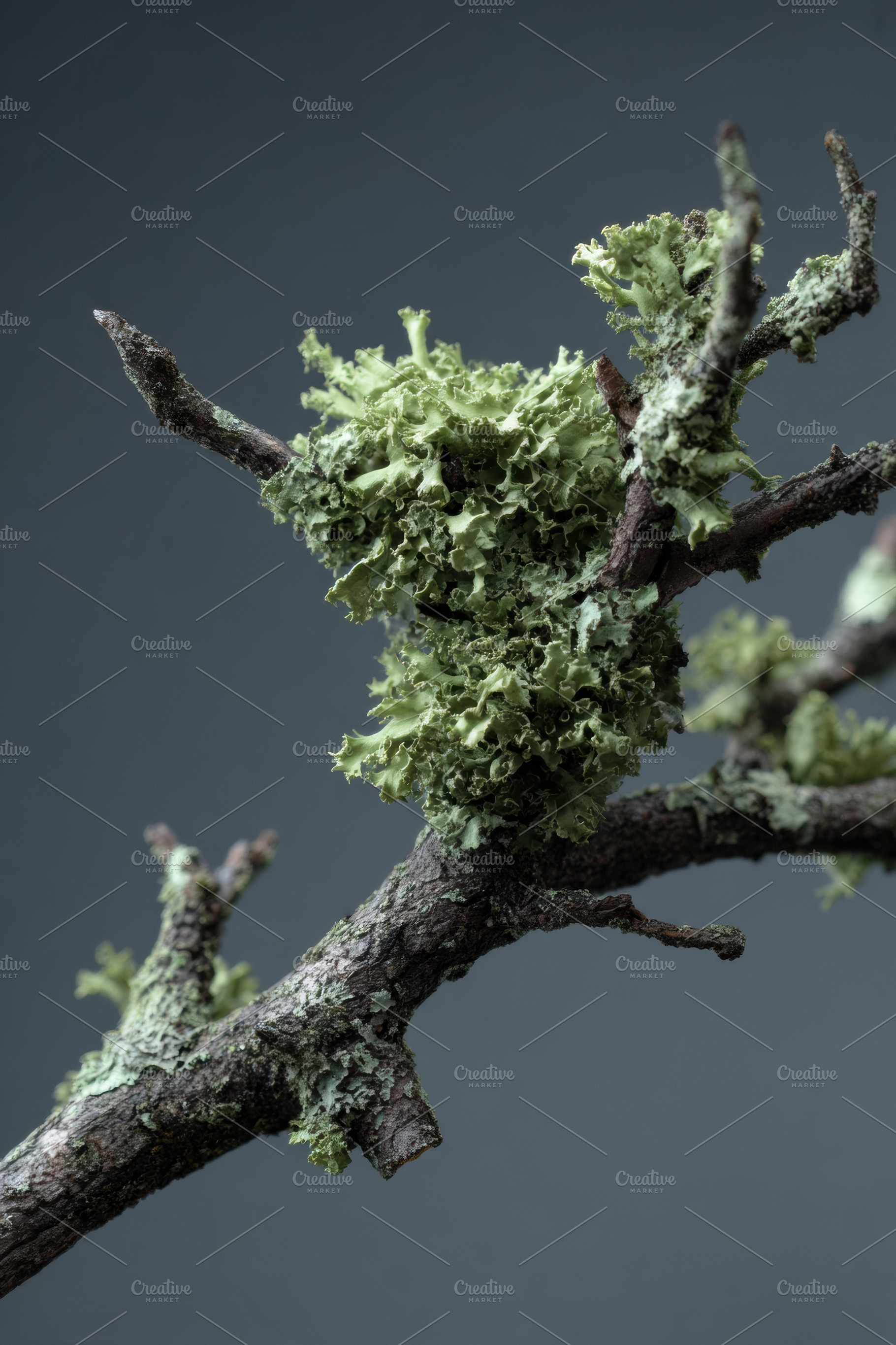 Twig with Lichen on Dark Background, a Nature Photo by Virgo Studio