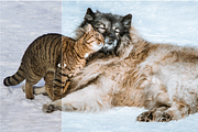 Lightroom Winter Presets (XMP+DNG), a Layer Style Add-On by yosscinematic (Thumbnail 11 of 15)