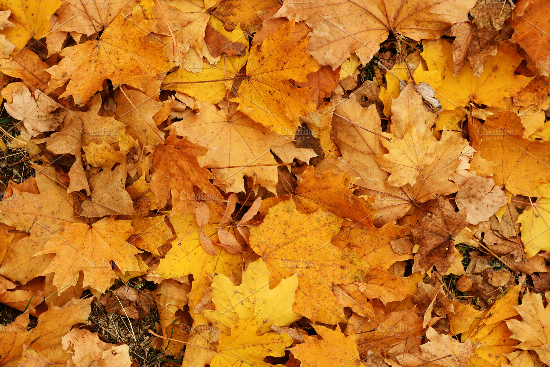 Background of autumn yellow leaves, a Nature Photo by Anatoliy Sadovskiy