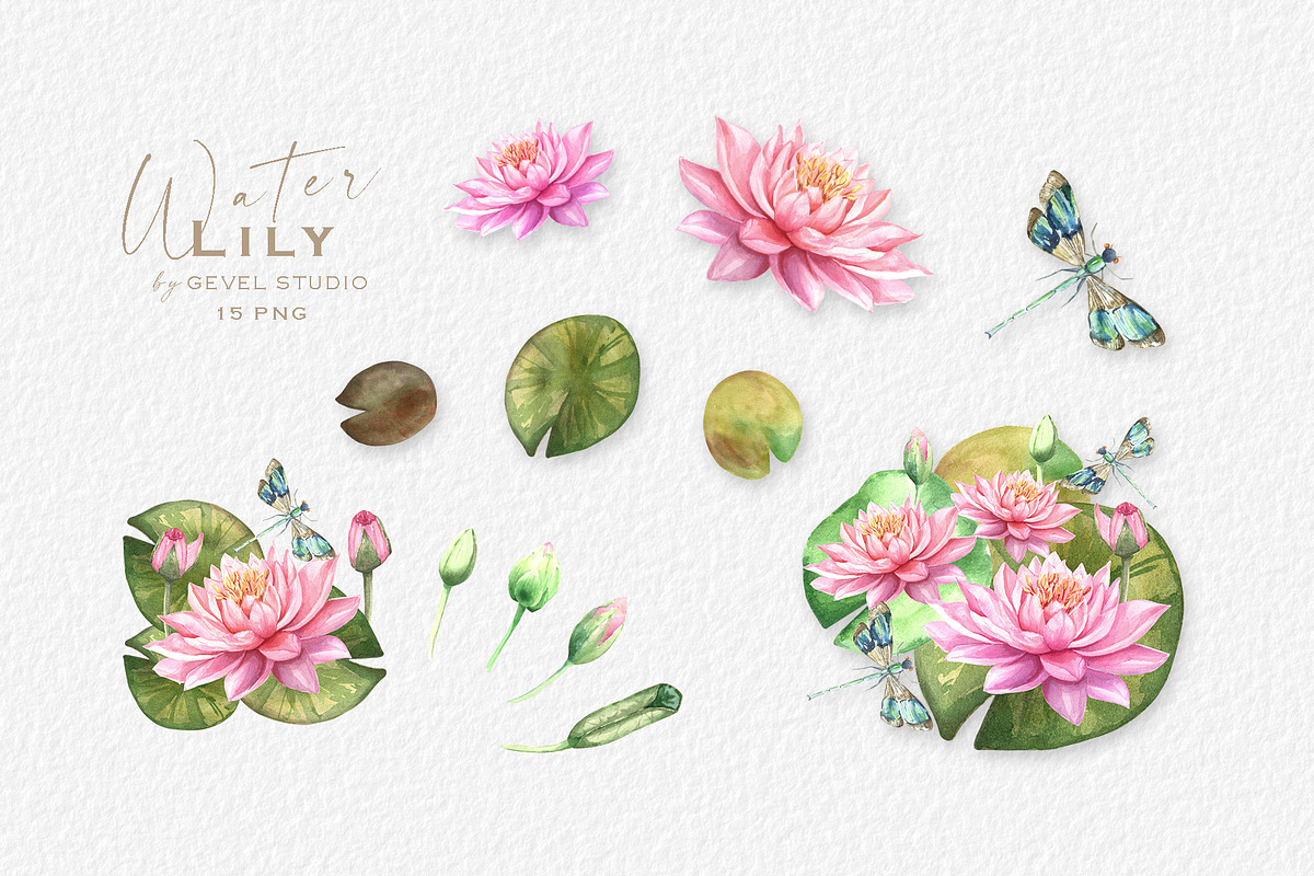 Watercolor Pink Waterlily clipart, an Illustration by GevelStudio (Photo 2 of 5)
