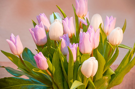 White tulips in my garden, a Photo by Peopleimages.com