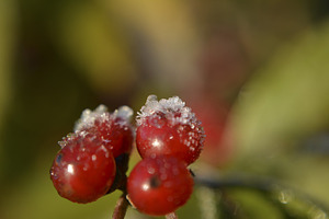 Frost on berries
