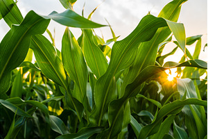 Sun rays break through the leaves of, a Nature Photo by volodymyrshtun13795