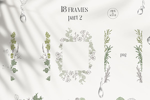 PLANTS & HERBS Illustrations Set