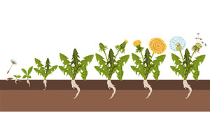 Dandelion life cycle. From seed to, an Object Illustration by YummyBuum