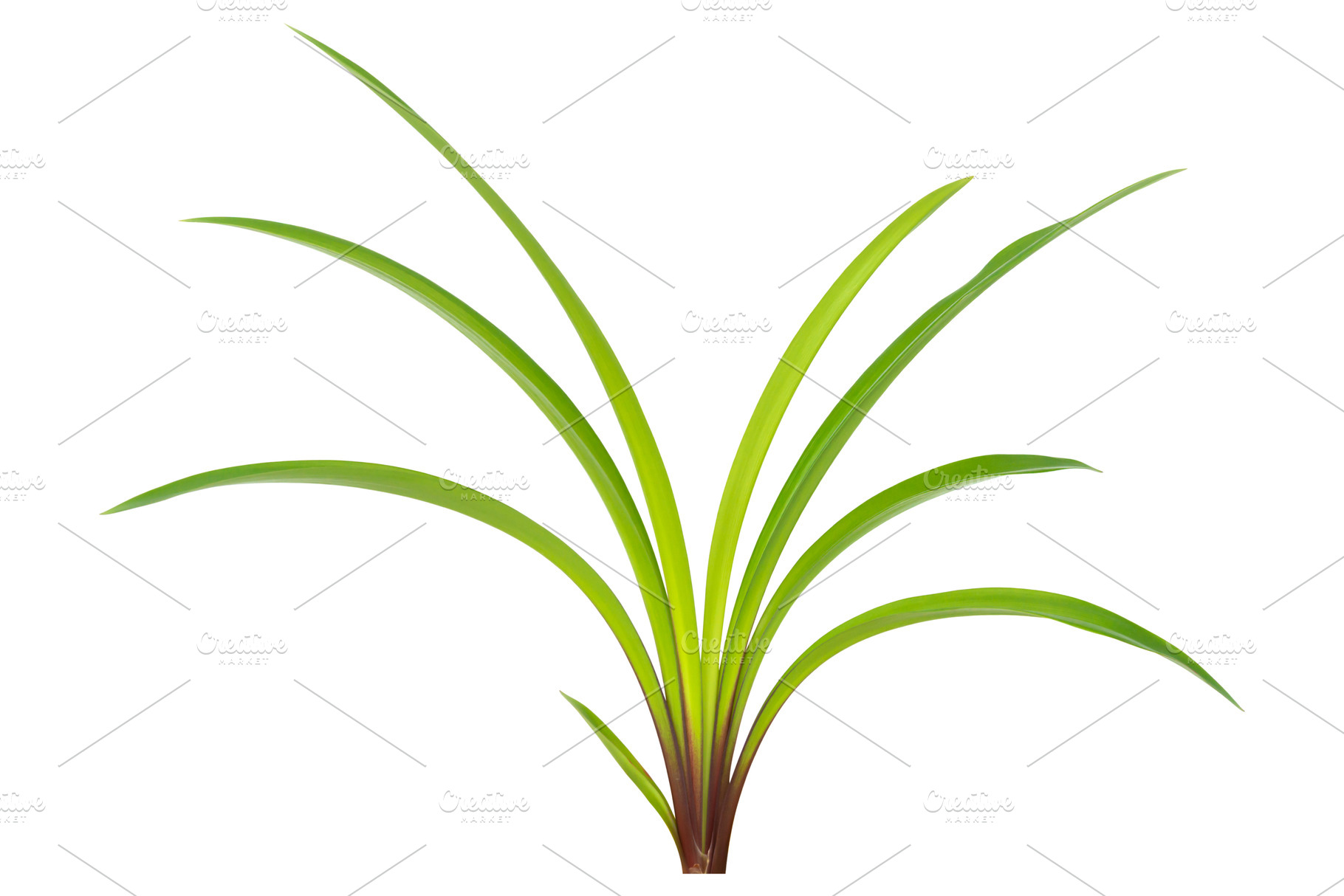 Green plant leaves, a Nature Photo by Vapi