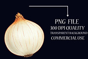 Watercolor Onion Clipart, an Illustration by Libby Wishes (Thumbnail 5 of 6)