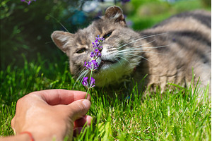 A cat with lavender flowers in the, an Animal Photo by yanadjana
