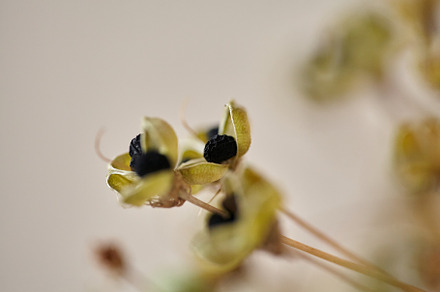 Close up of dried out Allium seed head with depth perspective. Floral card., a Nature Photo by Rohan Photography