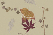 Oshibana Dried & Pressed Fall Leaves, an Object Graphic by Lana Elanor (Thumbnail 10 of 17)