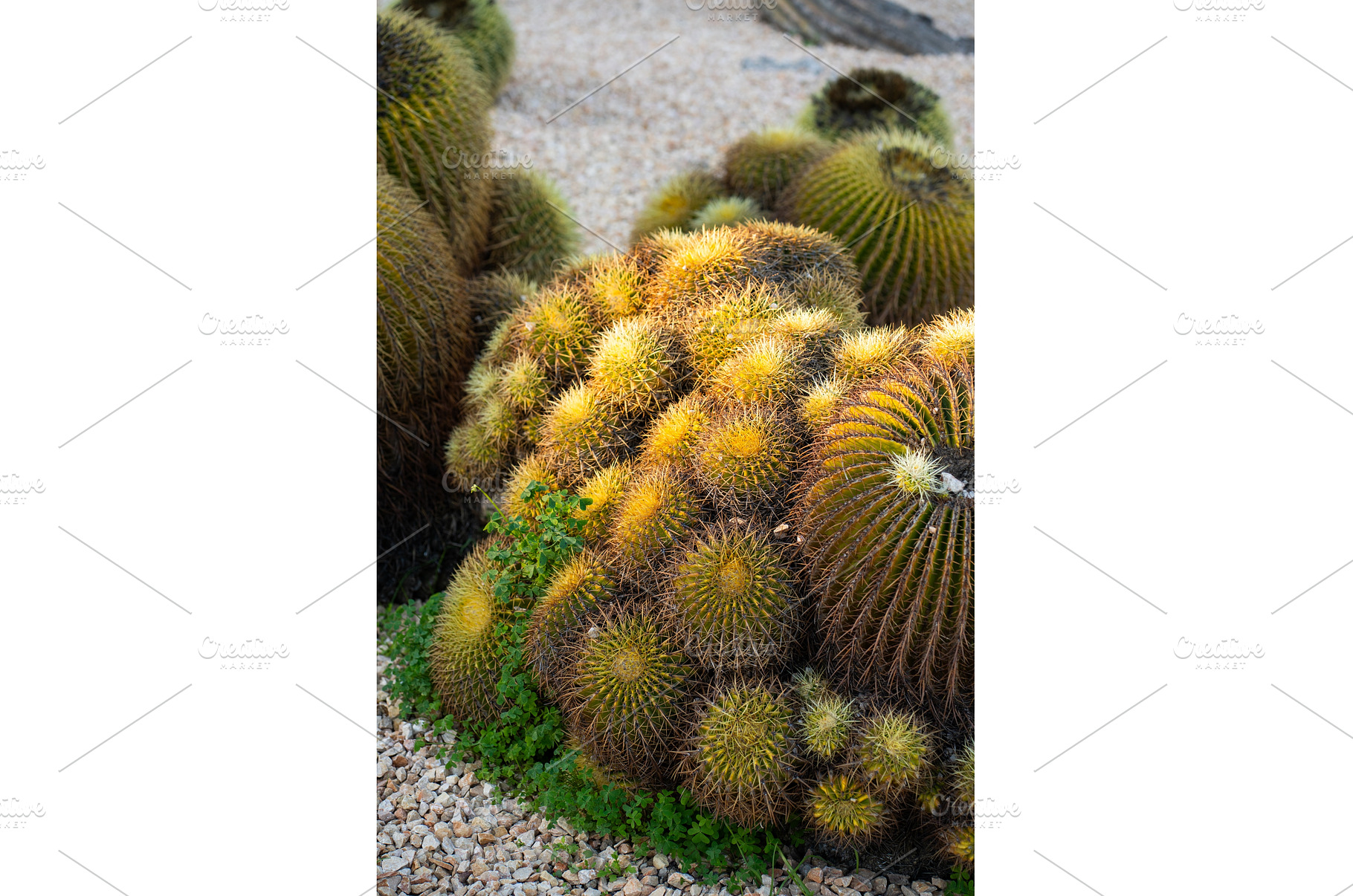 Golden barrel cacti thriving in a, a Nature Photo by volodymyrshtun13795