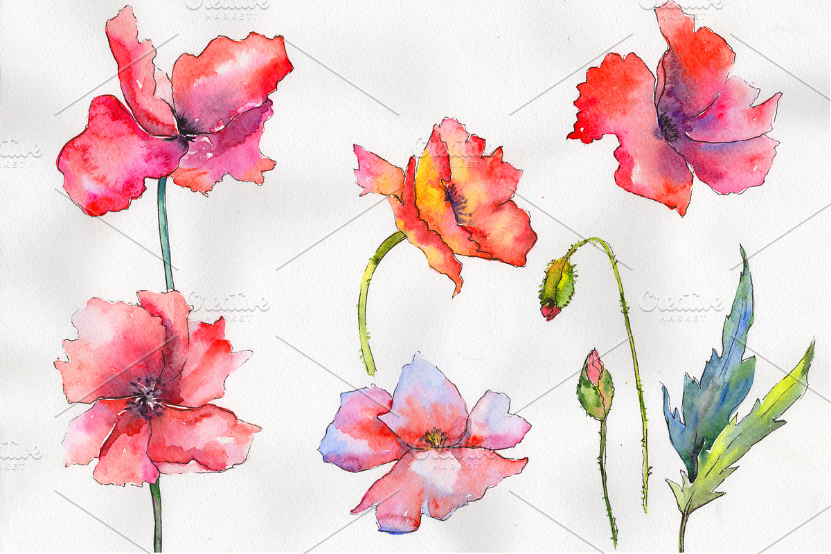 Light red poppy PNG watercolor set, a Seasonal Illustration by ...