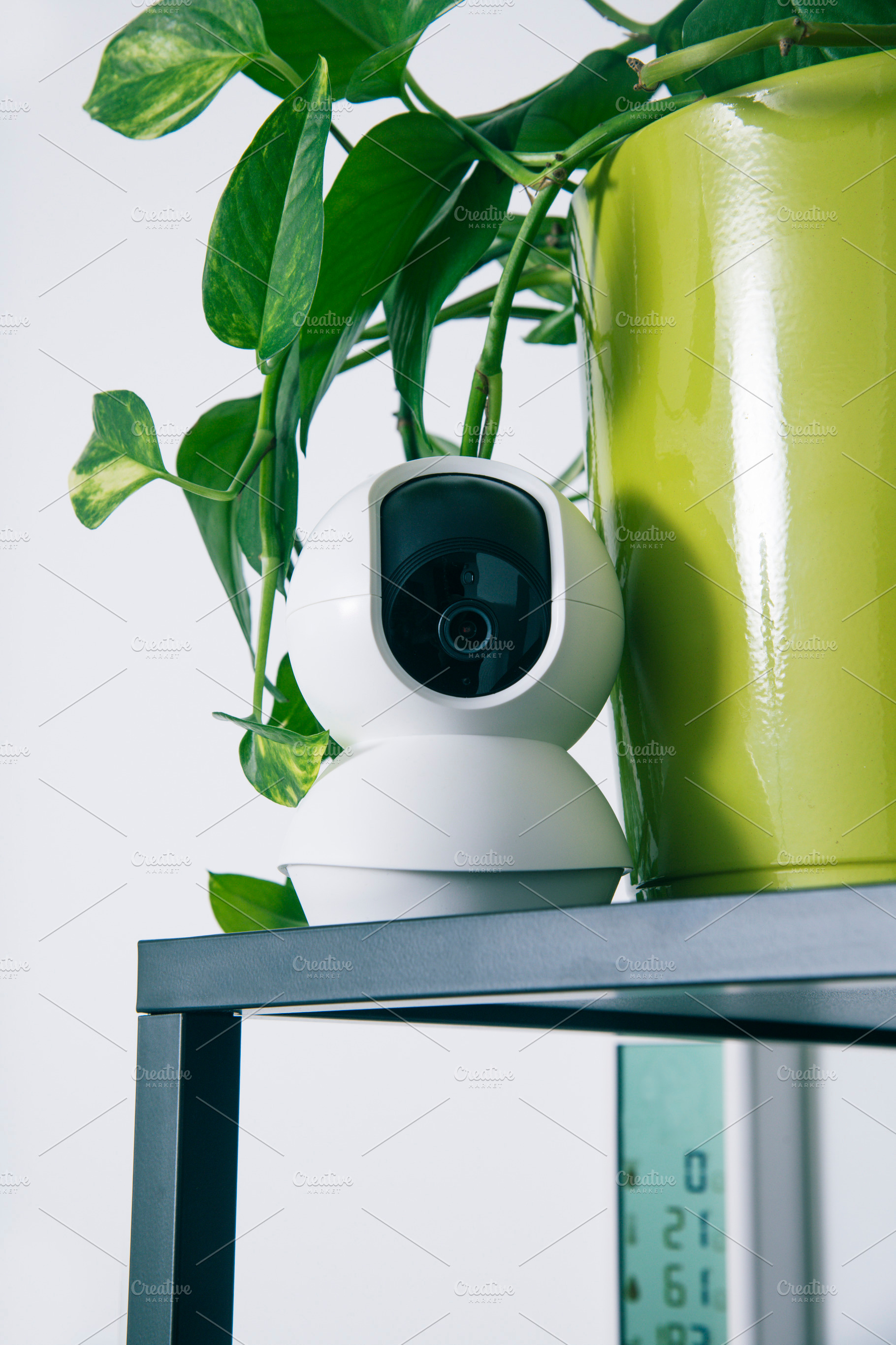 a camera nestled among trailing green leaves, a Photo by Nito