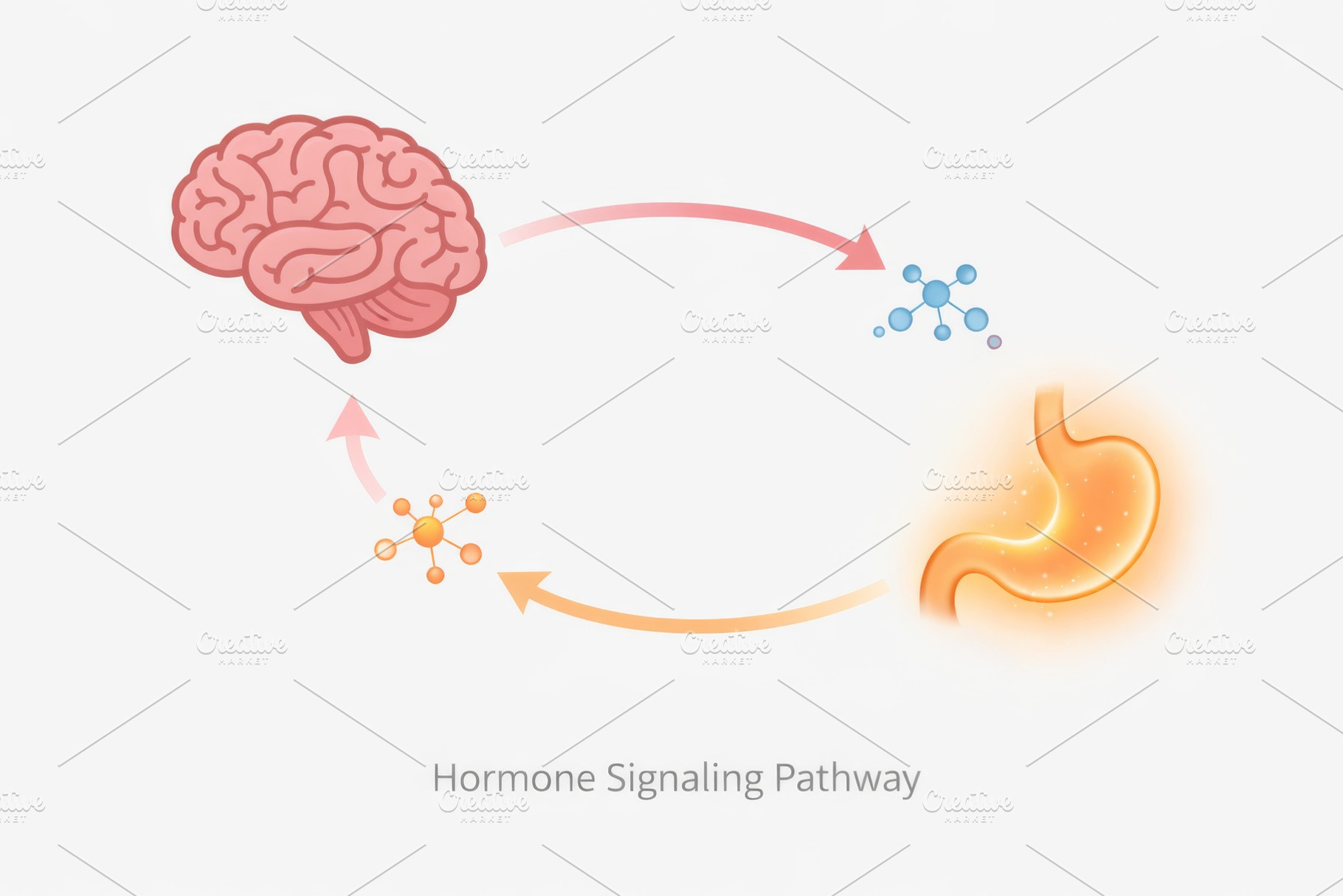 Hormone signaling pathway with brain and stomach illustration, c, a Photo by Dvoevnore photos
