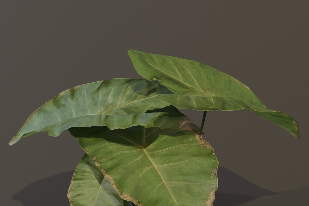 The BroadLeaf Taro Bush, a Plants & Tree 3D Model by FuturePastCreatives (Photo 13 of 19)