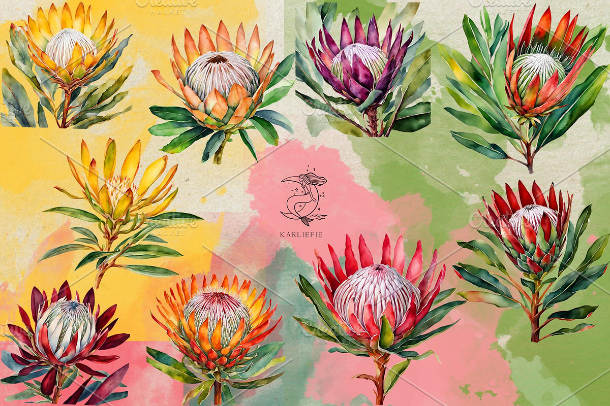 King Protea Watercolor Collection, a Decorative Illustration by Karliefie (Photo 2 of 5)
