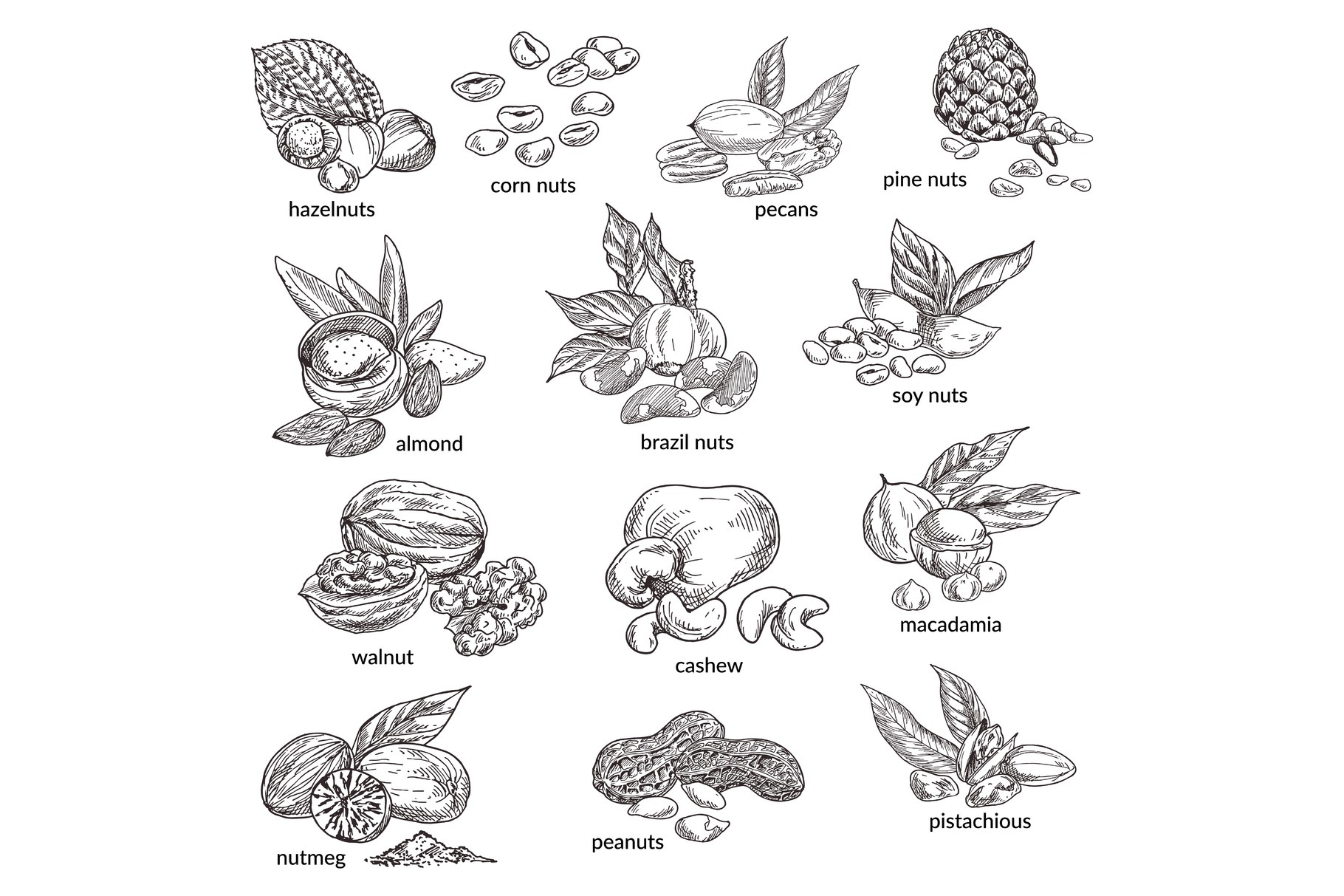 Nuts with nutshell isolated sketches. Natural food, a Food Illustration ...