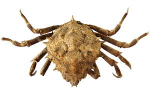 Close-up of a crab, an Animal Photo by DanFLCreativo