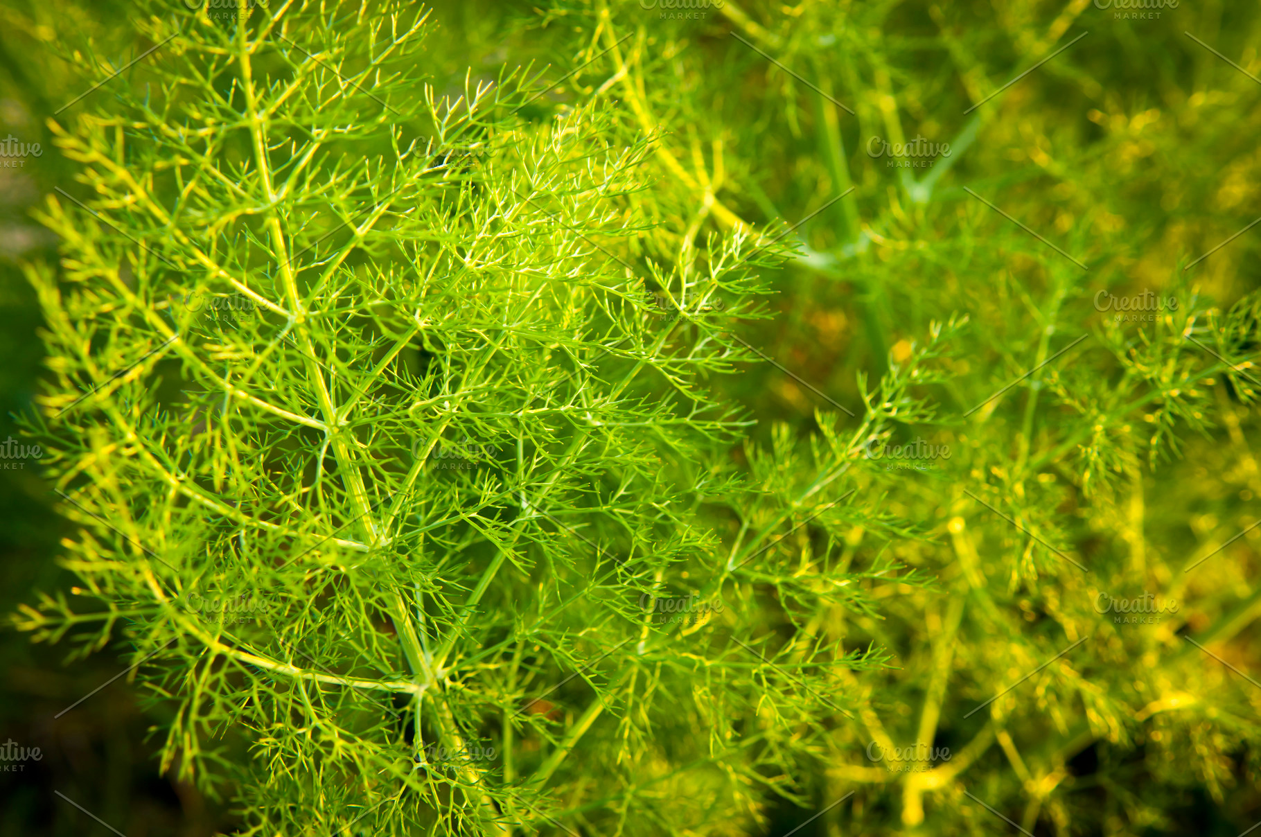 Wild Aniseed, a Nature Photo by THP Creative