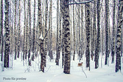 Winter forest with Fox, an Animal Illustration by Countryside life (Thumbnail 10 of 10)