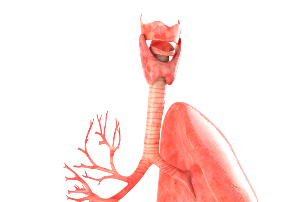 Lungs animated, a Characters & Person 3D Model by konstantin.ermolaev (Photo 6 of 13)