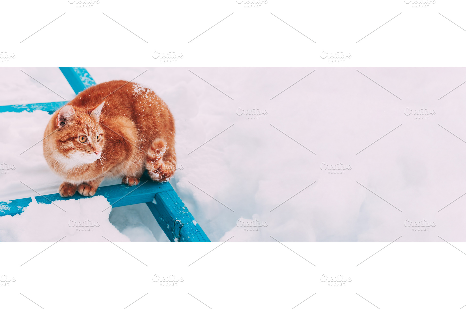 Red Cat Walking In White Snow, an Animal Photo by Our Amazing World