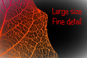 Leaf Structure Skeletons, a Brush Add-On by Kseniya-Omega (Thumbnail 6 of 7)