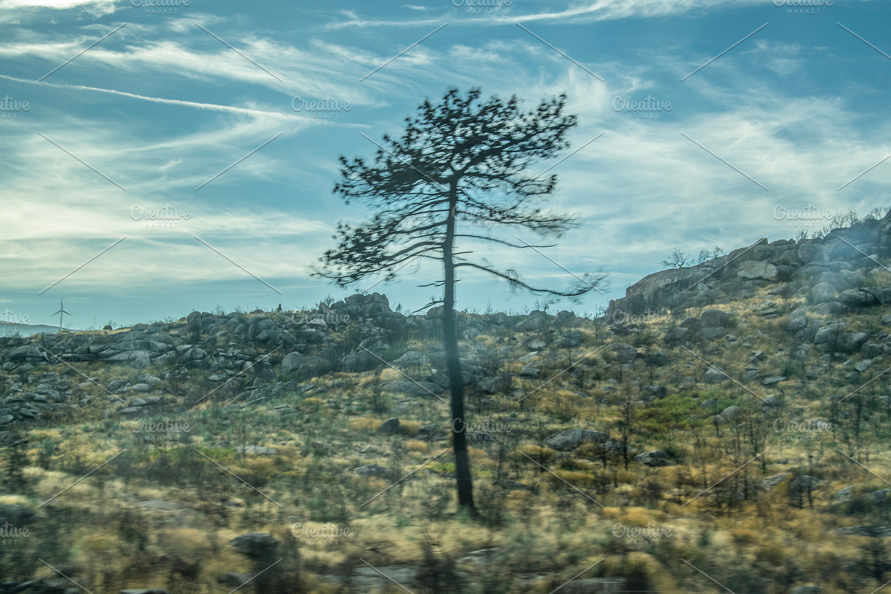 Lone tree in dry stony terrain, a Nature Photo by DanFLCreativo