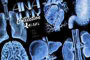 Collection of watercolor organs, a Decorative Illustration by Ekaterina Glazkova (Thumbnail 5 of 8)