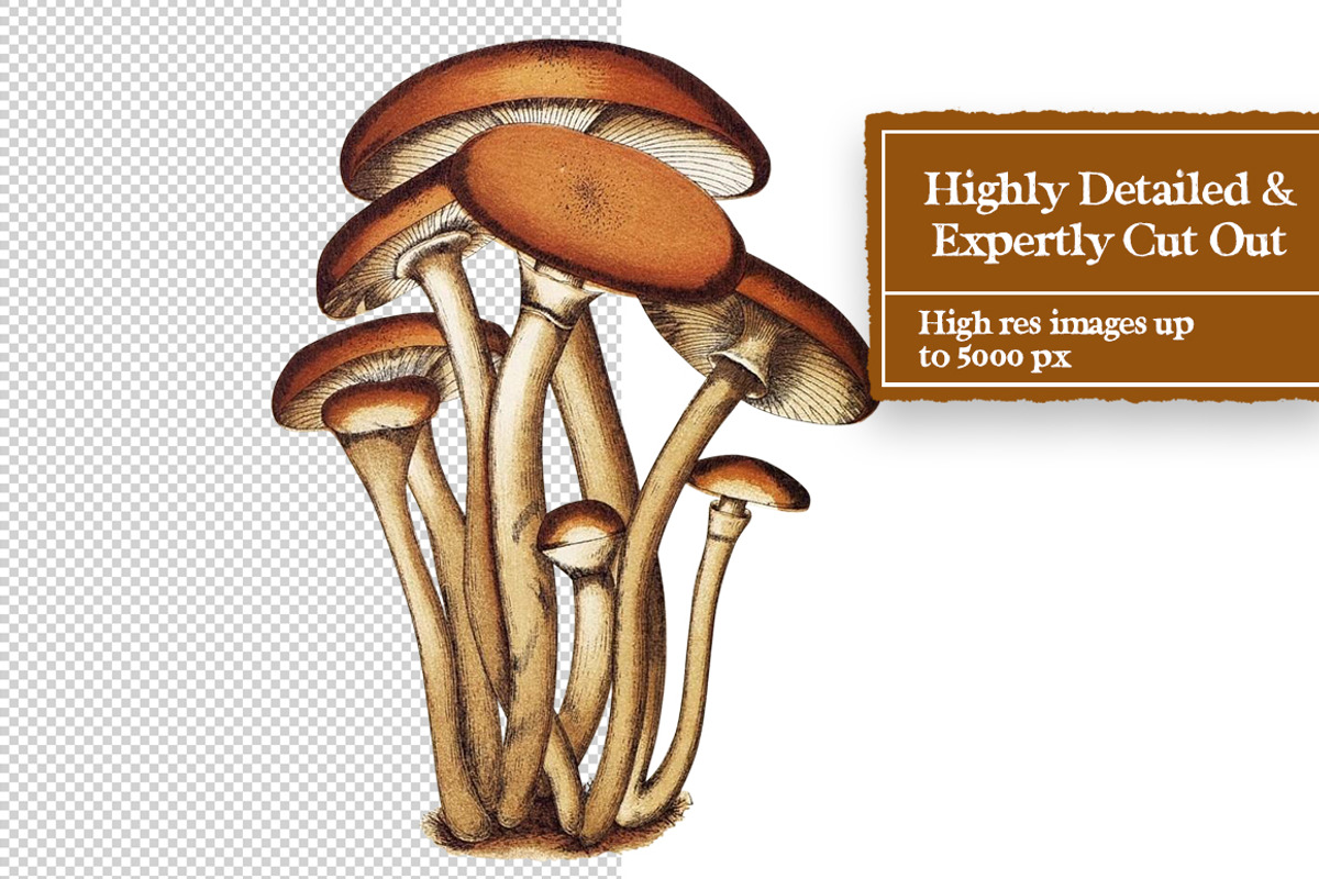 Vintage Fungi Digital Collage Pack, an Object Graphic by Collage Supply Co (Photo 3 of 3)