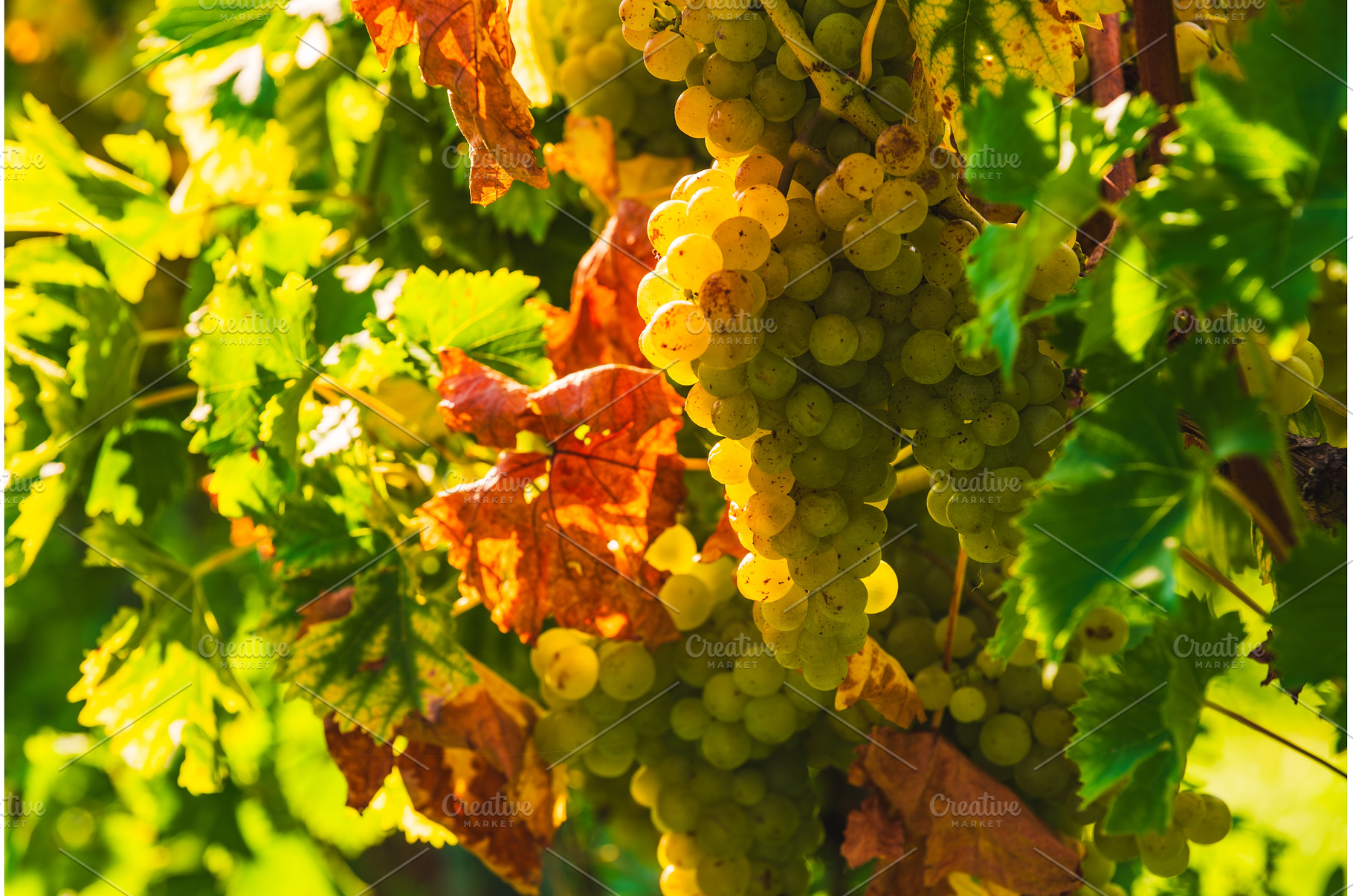 Close up of grapes hanging on branch, a Food & Drink Photo by MadPhotos