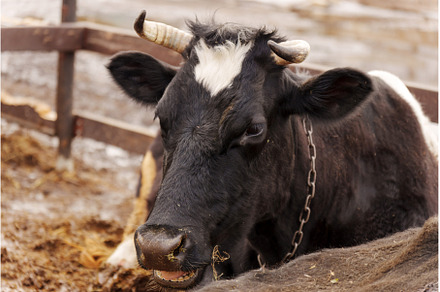 Cow resting in a farmyard, an Animal Photo by darksoul72