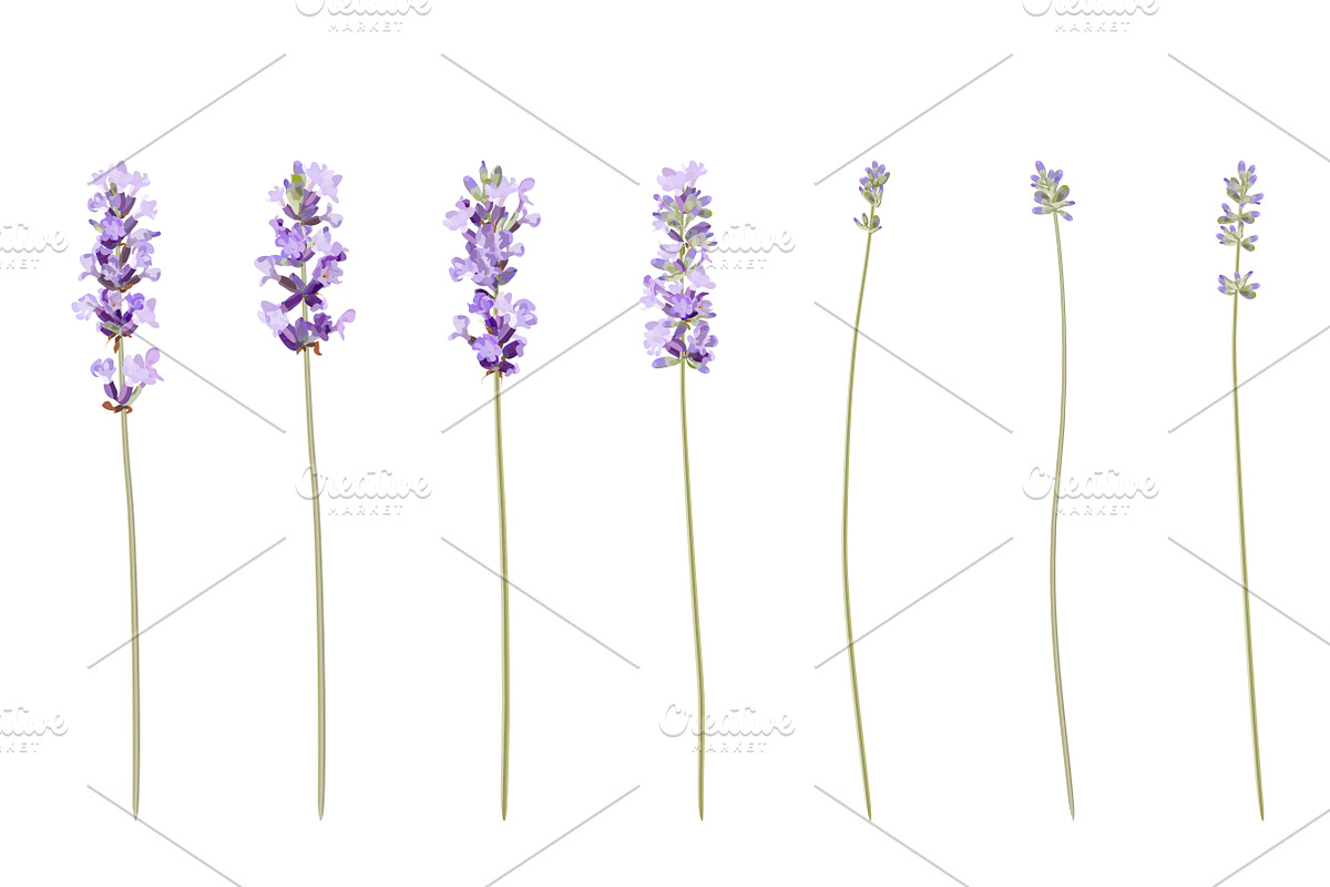 Vector object brushes. Lavender preview 6