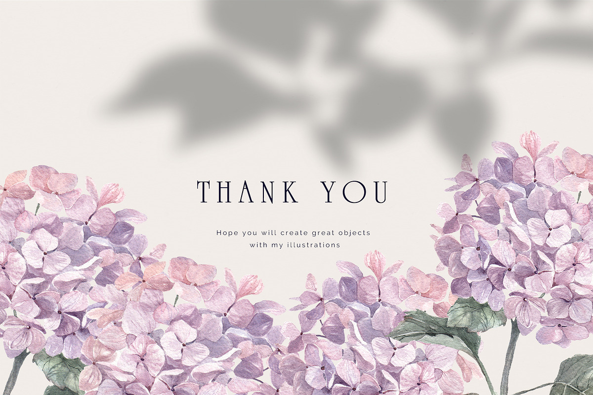 Hydrangea. Pencil and watercolor, an Illustration by Tilling (Photo 5 of 5)