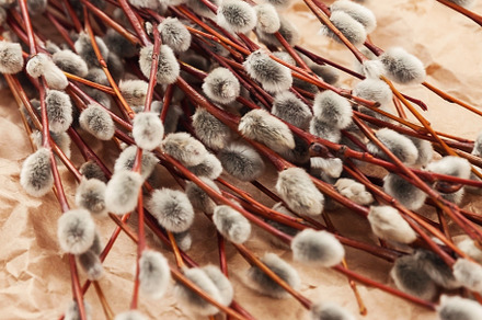 A bouquet of willow seals lies on old kraft paper, in retro styl, a Nature Photo by TanaCh